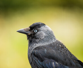 Young Crow