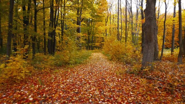 A drone flight through the forest in the middle of autumn.