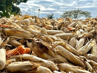 Harvested ears of corn are piled up in the drying yard. Golden yellow ears of corn are harvested and waiting to be sent to the processing factory. - 706096700