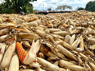 Harvested ears of corn are piled up in the drying yard. Golden yellow ears of corn are harvested and waiting to be sent to the processing factory.