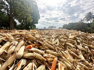 Harvested ears of corn are piled up in the drying yard. Golden yellow ears of corn are harvested and waiting to be sent to the processing factory. - 706096711