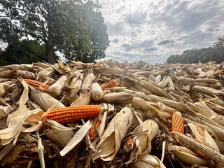 Harvested ears of corn are piled up in the drying yard. Golden yellow ears of corn are harvested and waiting to be sent to the processing factory. - 706096727