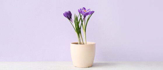 Beautiful crocus plant in pot on table against lilac background