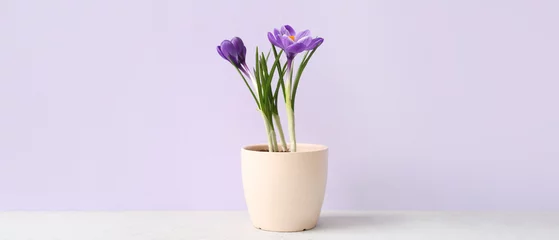 Poster Beautiful crocus plant in pot on table against lilac background © Pixel-Shot