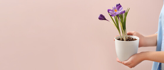 Woman holding beautiful crocus plant in pot on beige background. Banner for design - obrazy, fototapety, plakaty