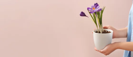 Tuinposter Woman holding beautiful crocus plant in pot on beige background. Banner for design © Pixel-Shot