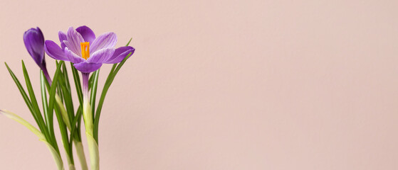 Beautiful crocus flowers on beige background with space for text