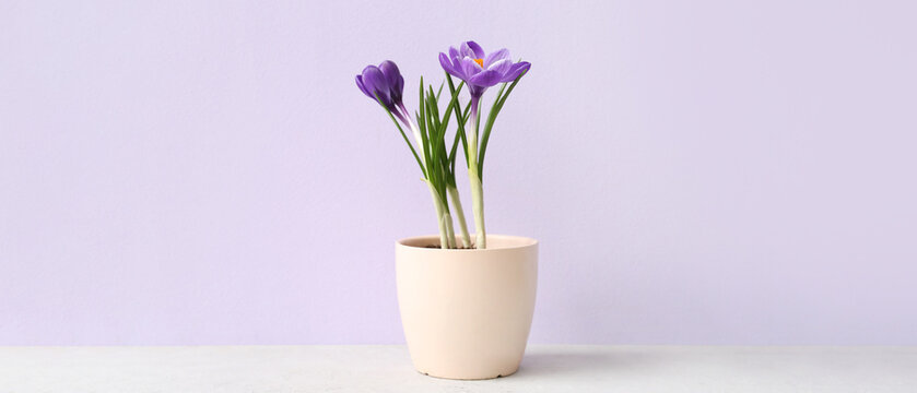 Fototapeta Beautiful crocus plant in pot on table against lilac background
