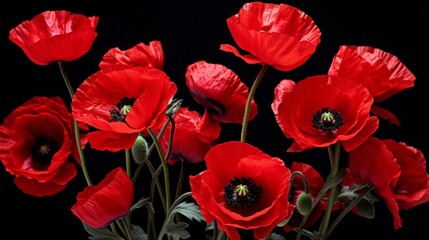 Scarlet poppies in full bloom, their vibrant red petals against a timeless black background.