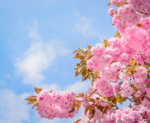 Branches of blooming pink sakura