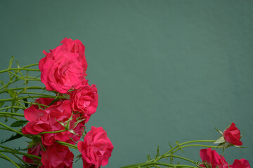 Dark green background with red rose flowers
