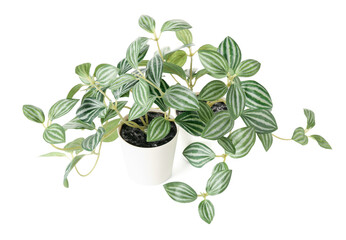 Artificial plant on white background