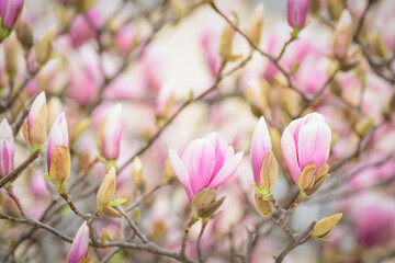 Pink magnolia blossom, selective focus, blurred background