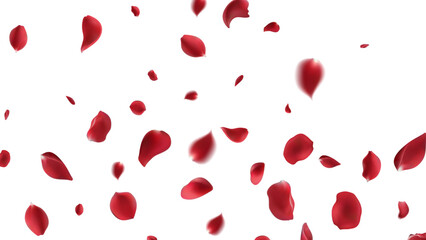 Valentine's day Vector red symbols of love border for romantic banner or Red rose petals will fall on abstract floral background with gorgeous rose greeting card design. on transparent background - obrazy, fototapety, plakaty