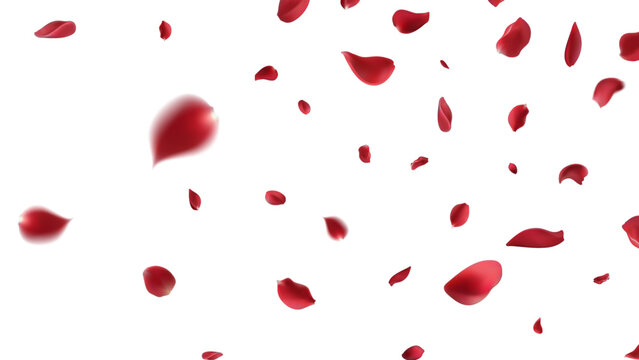 Valentine's day Vector red symbols of love border for romantic banner or Red rose petals will fall on abstract floral background with gorgeous rose greeting card design. on transparent background
