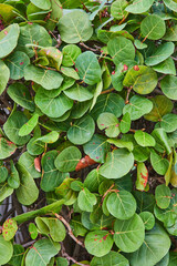Lush Green Leaf Texture Close-Up