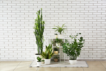Shelving unit with green houseplants near white brick wall in room