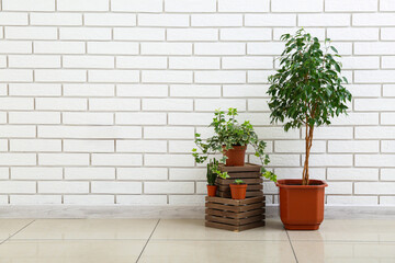 Green houseplants with wooden boxes near white brick wall in room
