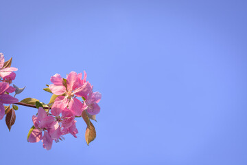 Background with pink almond flower and sky