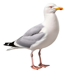 Seagull isolated on the transparent background