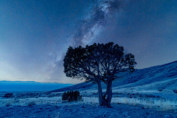 Milky Way beyond the silhouette of trees in the Utah West Desert