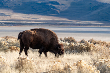 Buffalo or American bison grazing on the prairie