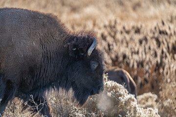 American bison or buffalo close up