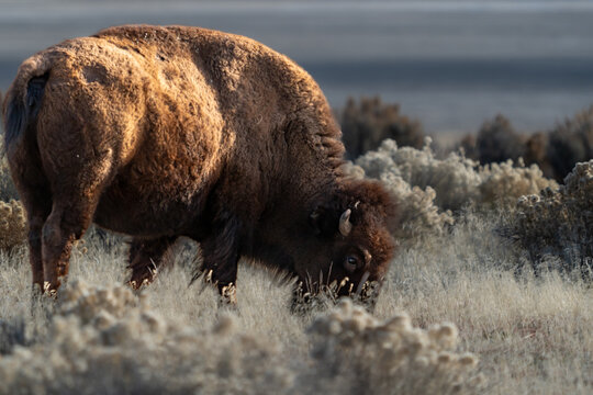 Close up of an American bison or buffalo