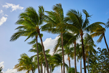 Tropical Palm Trees and Serene Sky, Paradise Island Perspective