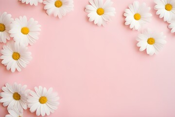 Fototapeta premium Daisies Blooming on Soft Pink Background