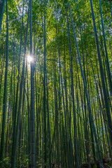 Fototapeta premium Arashiyama Bamboo Grove in Kyoto Japan