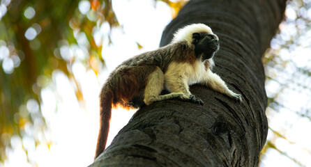 macaque