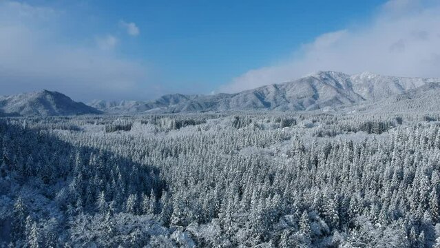 晴れた冬の山と森林　空撮　移動撮影　雪景色　秋田県　日本