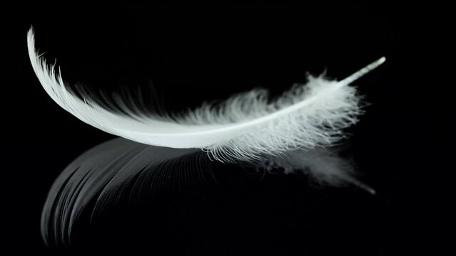 A white swan feather falls on a black reflective surface. Slow motion. Isolated on black background.