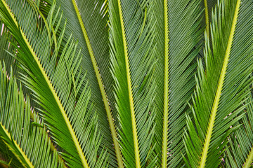 Vibrant Palm Frond Texture Close-Up