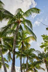 Tropical Palm Trees and Cloudy Sky, Upward View - Nassau Paradise Island