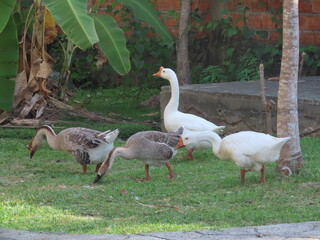 geese on the grass