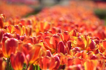 島根　チューリップ　春　伯太チューリップ