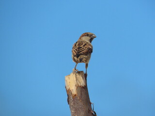 sparrow on a branch