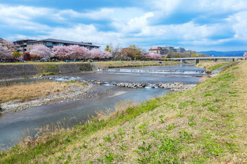 Kamogawa river  is one of the best cherry blossom spots in Kyoto city during springtime
