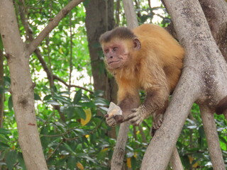 Monkey on the trink tree