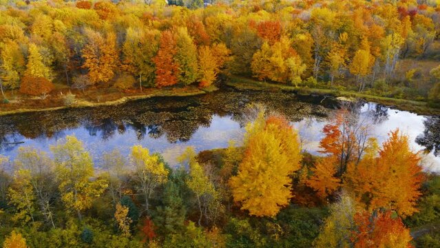 A drone flight over a pond and a forest in the middle of autumn.