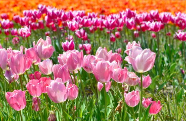 島根　チューリップ　春　伯太チューリップ