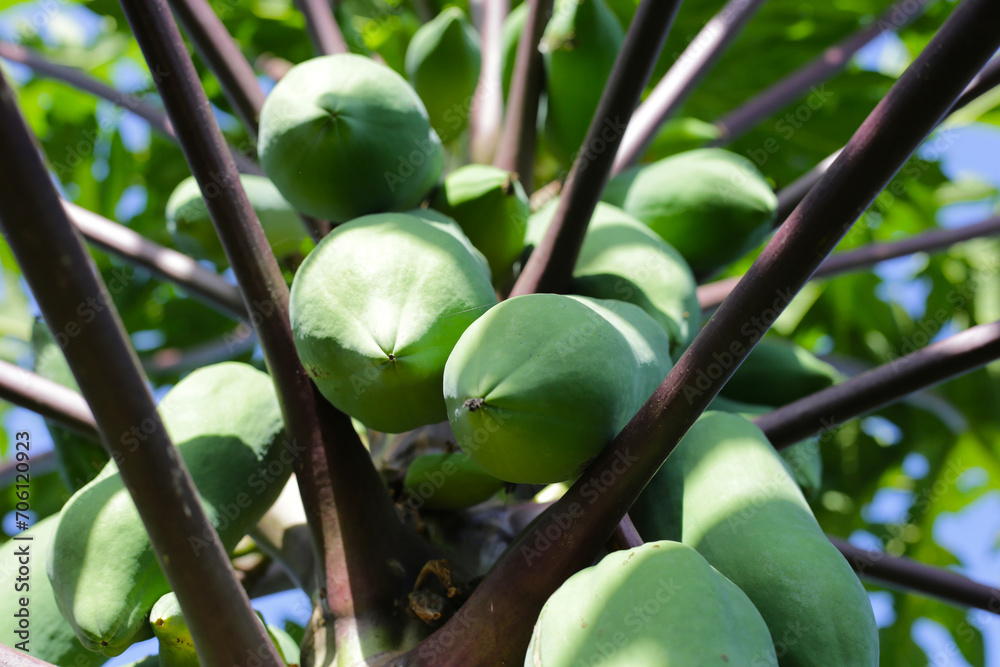 Sticker papaya fruit on the tree in garden.