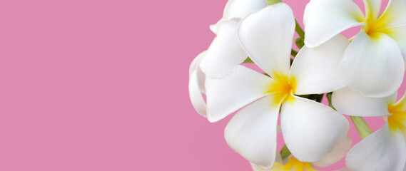 Fototapeta na wymiar Plumeria or frangipani flower on pink background.