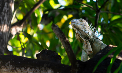Iguana