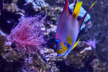 Vibrant Tropical Fish in Natural Underwater Habitat