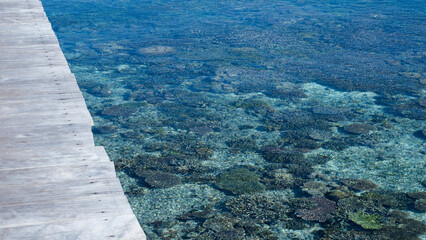 Stunning view of healthy coral reef marine ecosystem from wharf walkway in crystal clear waters of Raja Ampat in West Papua, Indonesia