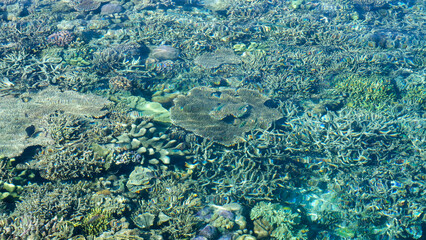 A variety of colorful, healthy corals on reef in shallow, crystal clear waters of Raja Ampat in West Papua, Indonesia