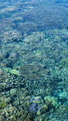 Beautiful view of of coral reef along the shoreline in crystal clear waters of Raja Ampat in West Papua, Indonesia